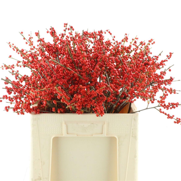 Ilex Ve Mag Berry