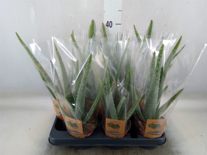 <h4>Aloe vera</h4>