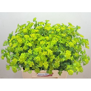 BUPLEURUM ROTUNDIFOL