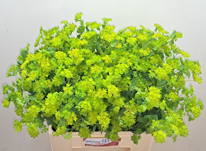 <h4>BUPLEURUM ROTUNDIFOL</h4>