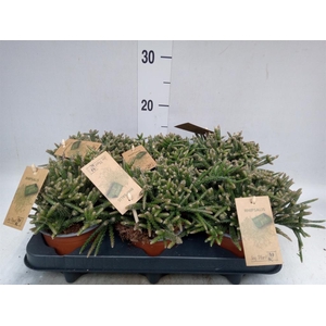 Rhipsalis baccifera subsp. horrida