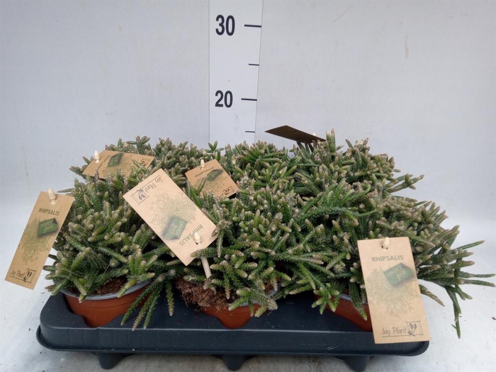 <h4>Rhipsalis baccifera subsp. horrida</h4>