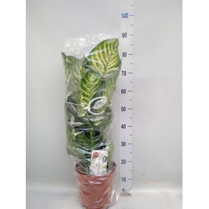 Dieffenbachia seg. 'Maroba'