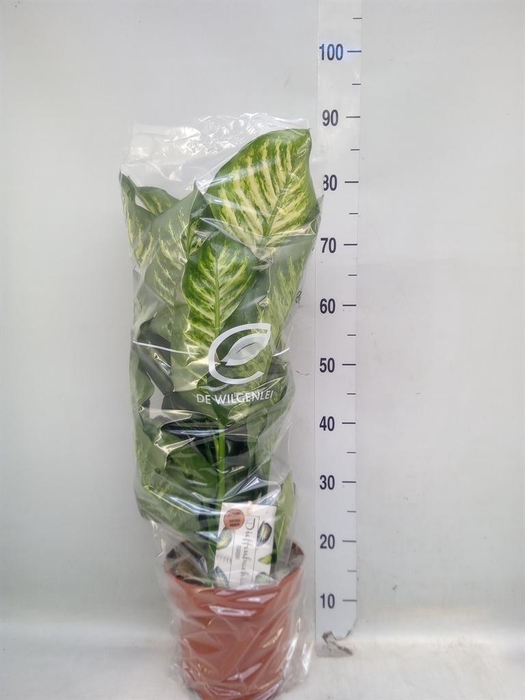 <h4>Dieffenbachia seg. 'Maroba'</h4>