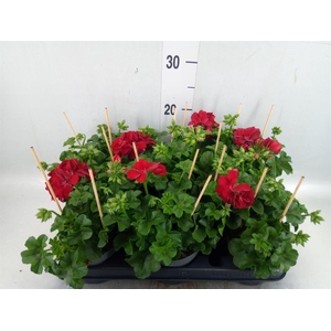 Pelargonium pelt.   ...
