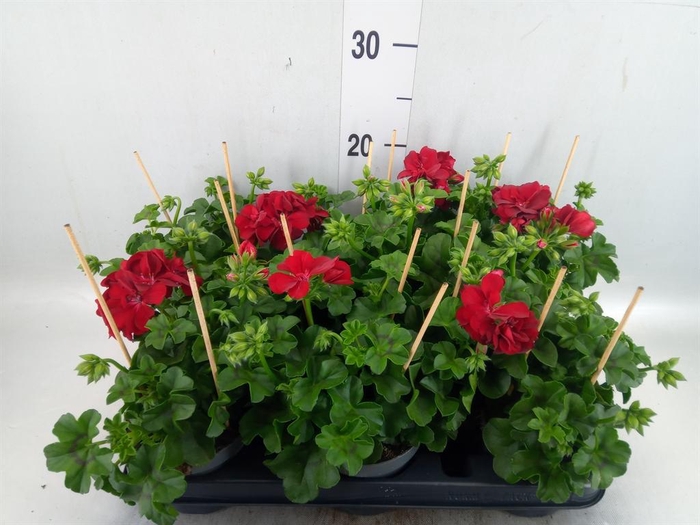 <h4>Pelargonium pelt.   ...</h4>