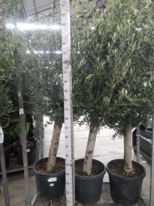 <h4>Olea europaea</h4>
