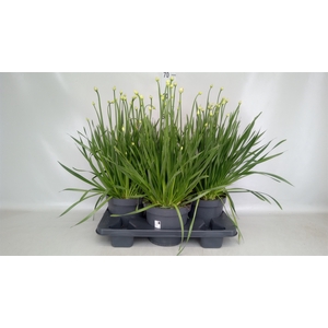 Allium  'Millenium'