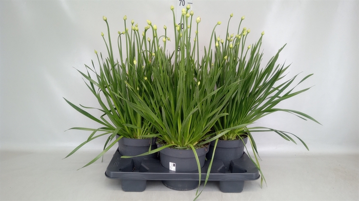 <h4>Allium  'Millenium'</h4>