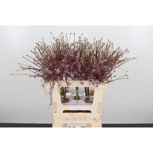 Allium Schuberti