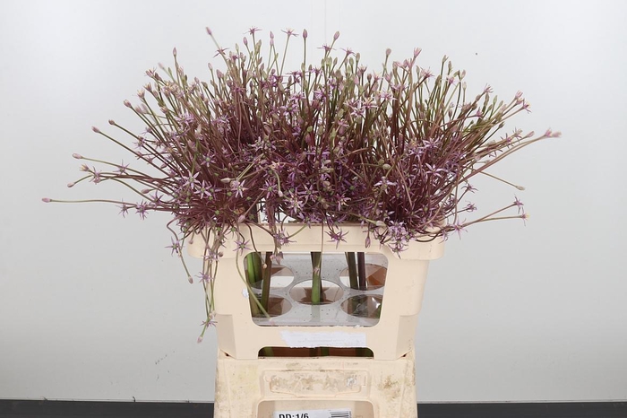 <h4>Allium Schuberti</h4>