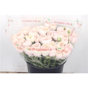 Ran... Su Hanoi Super X50