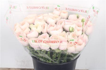 <h4>Ran... Su Hanoi Super X50</h4>