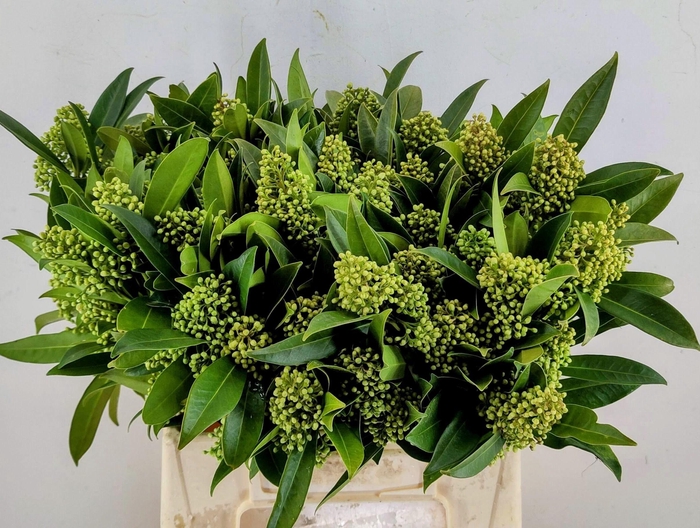 <h4>SKIM C KEW GREEN BS</h4>