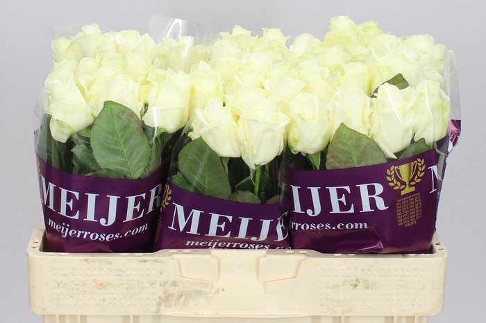 <h4>Rosa Gr Avalanche Meijer</h4>