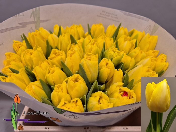 <h4>TU DU MARIE JO</h4>