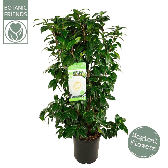 <h4>Camellia japonica Matterhorn</h4>