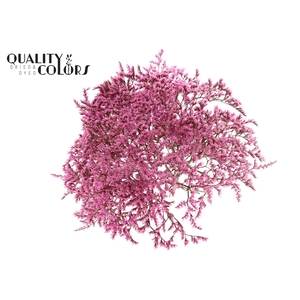 Limonium Tataricum per bunch Pink