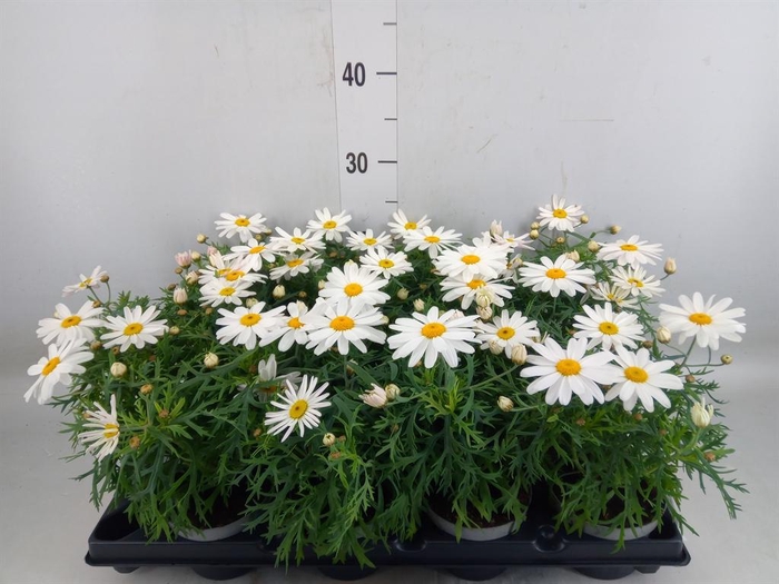 <h4>Argyranthemum   ...</h4>