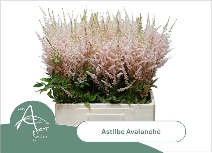 <h4>ASTIL JA AVALANCHE</h4>