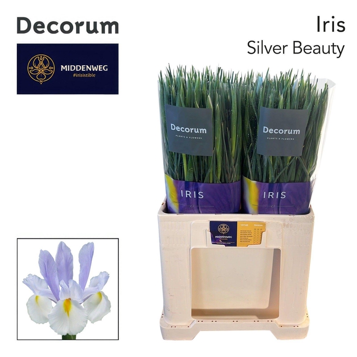 <h4>Iris Silver Beauty Decorum</h4>