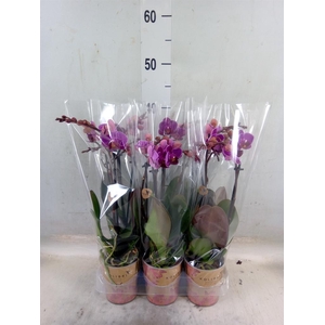 Phalaenopsis multi. 'Ant Merida'