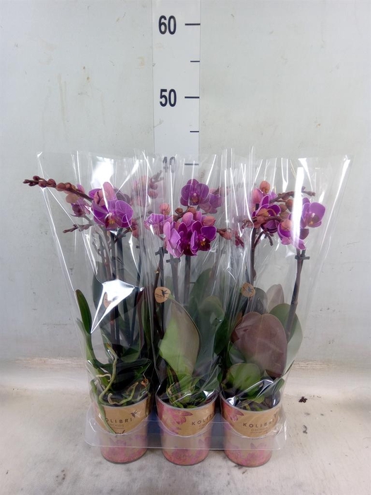 <h4>Phalaenopsis multi. 'Ant Merida'</h4>
