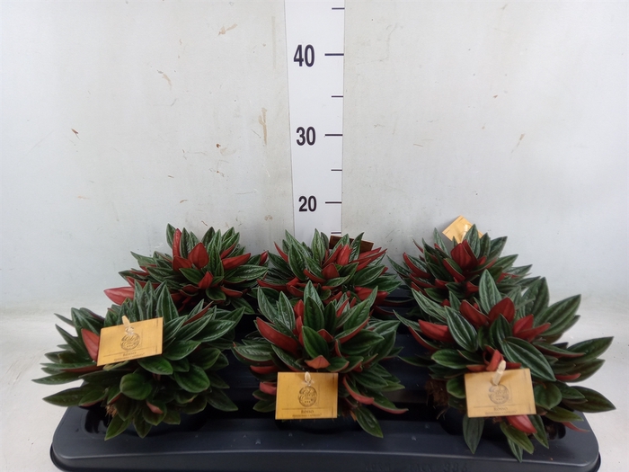 <h4>Peperomia caperata 'Rosso'</h4>