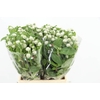 GOMPHRENA WHITE