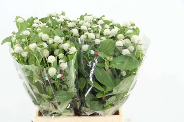 GOMPHRENA WHITE