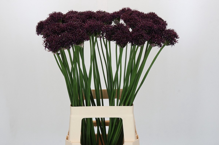 <h4>Allium Atropurpureum</h4>