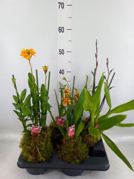 <h4>Orchideeen   ...</h4>