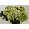 Hydrangea white verena classic