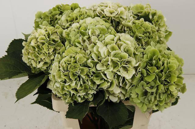 <h4>Hydrangea white verena classic</h4>