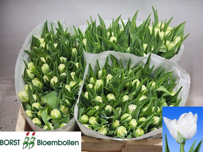 <h4>TU DU NORTHCAP</h4>