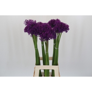 Allium Purple Sensation