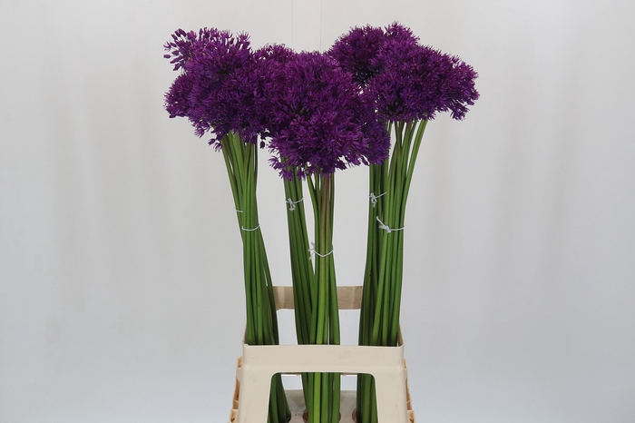 Allium Purple Sensation
