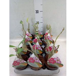 Adenium obesum