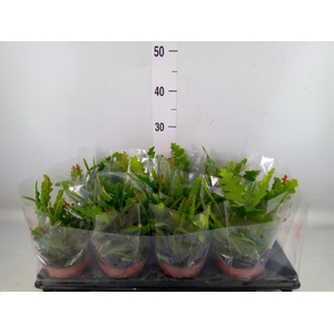 Epiphyllum anguliger