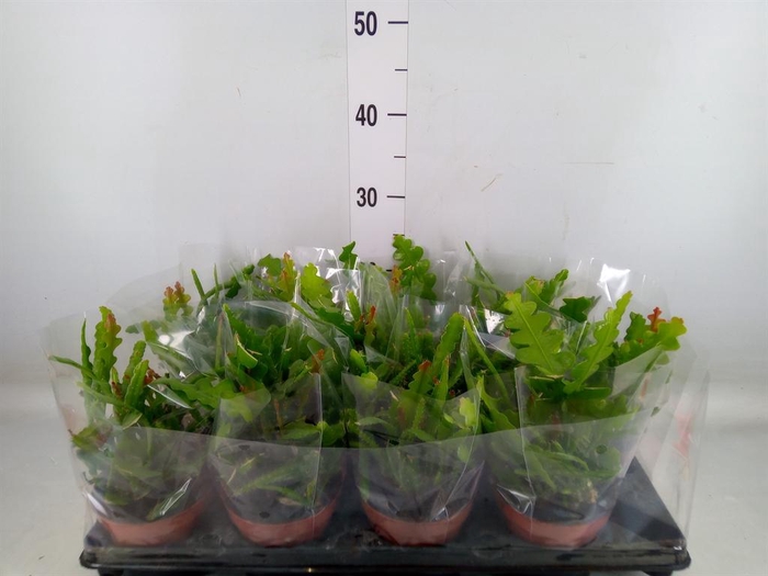 <h4>Epiphyllum anguliger</h4>