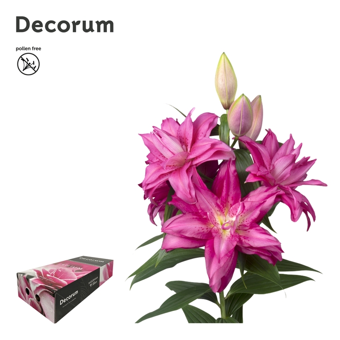 <h4>LI ROSELILY FLORETTA 4+ XL Decorum Box</h4>