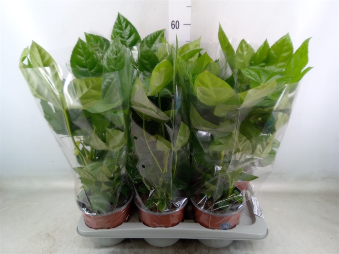 <h4>Fatsia japonica   ...</h4>