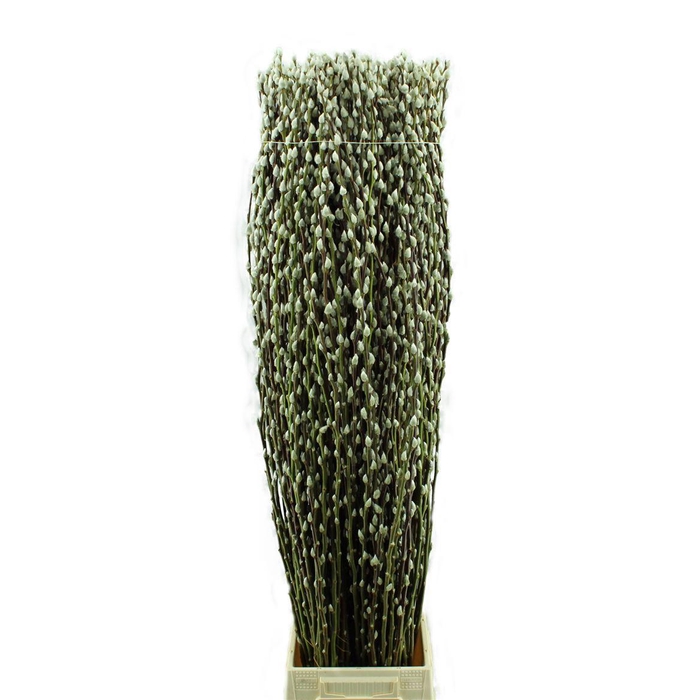 <h4>Salix Wilgenkatjes</h4>