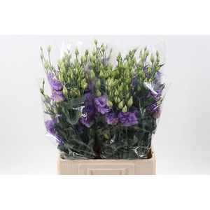 Eus G Corelli Lavend