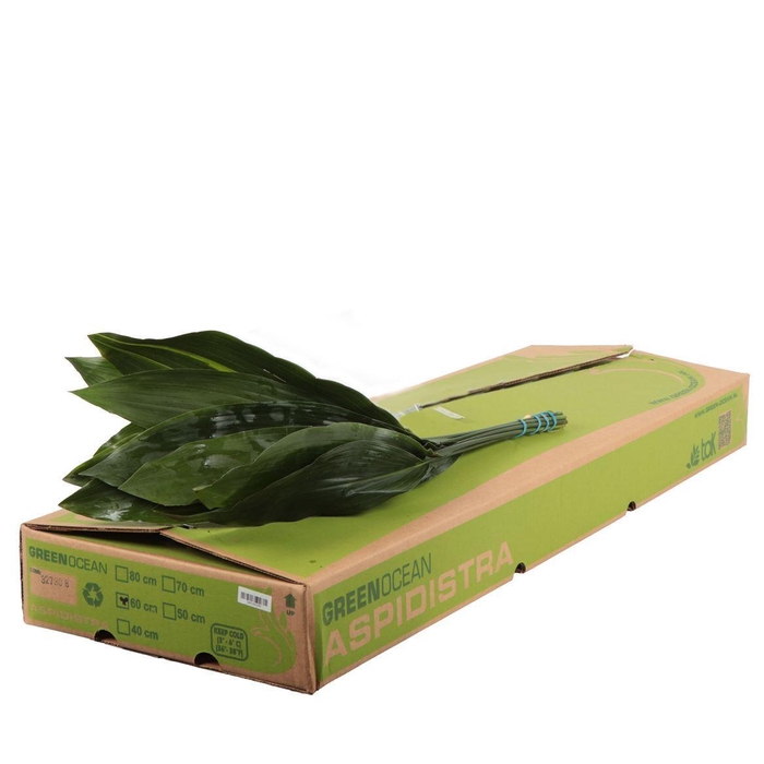 Aspidistra elat.   .../bos