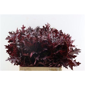 QUERCUS PALUSTRIS RED