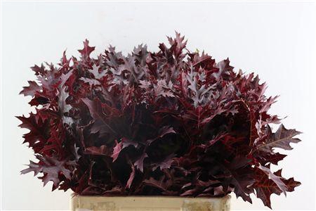 <h4>QUERCUS PALUSTRIS RED</h4>