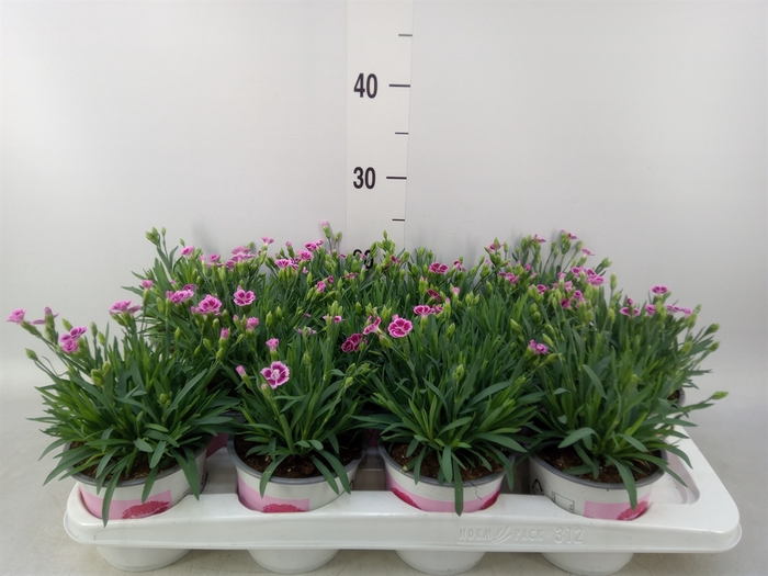 <h4>Dianthus  'Pink Kisses'</h4>
