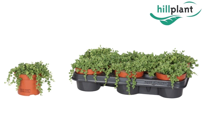 <h4>SENEC ROWLEYANUS</h4>