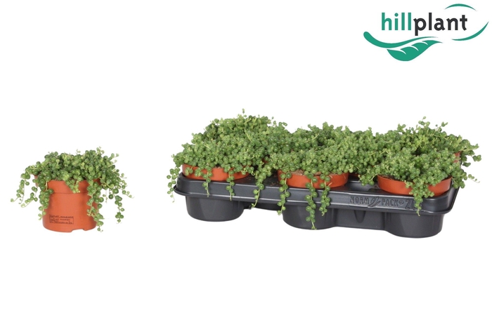 <h4>Senecio rowleyanus</h4>